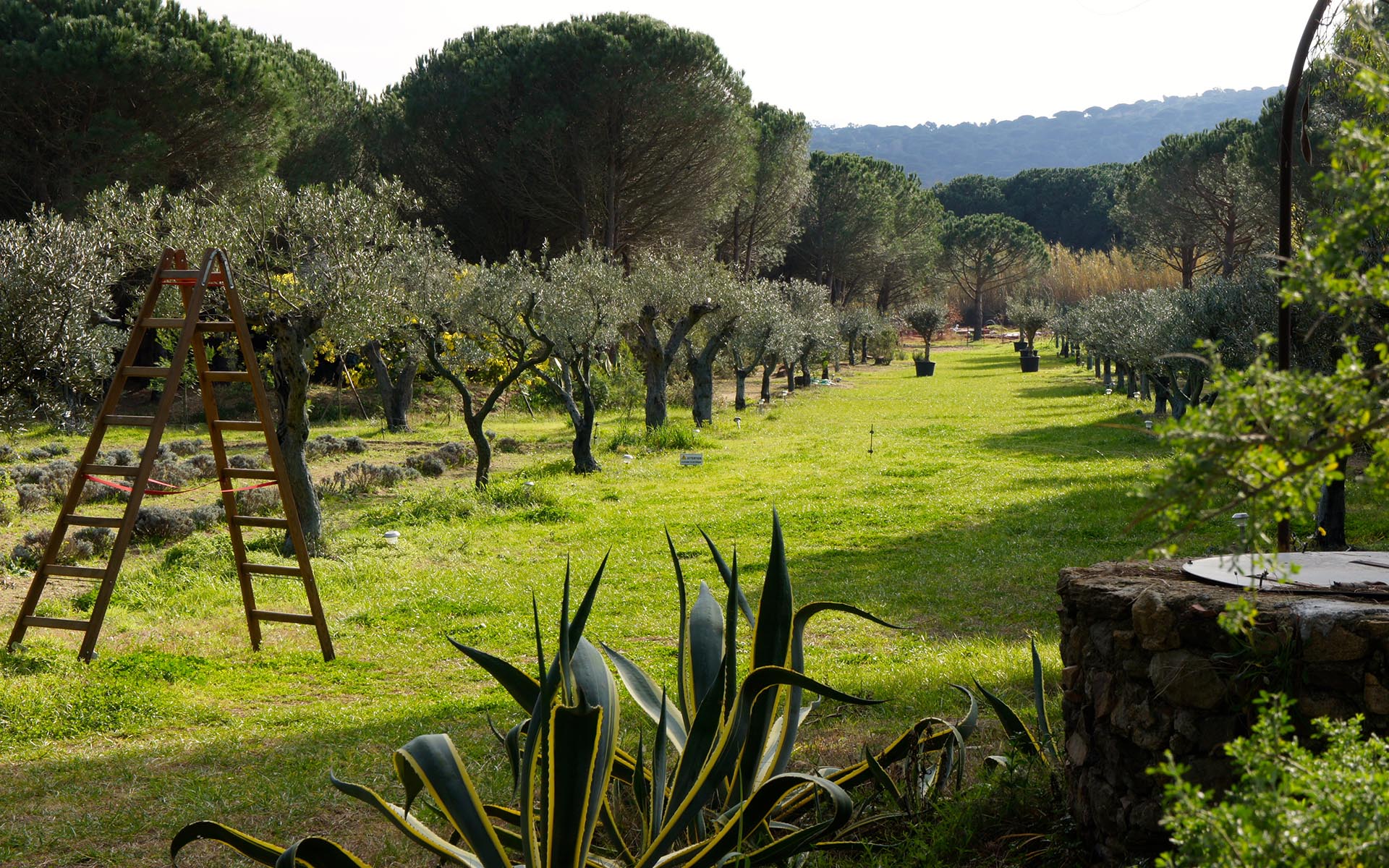 Villa Serein, St. Tropez