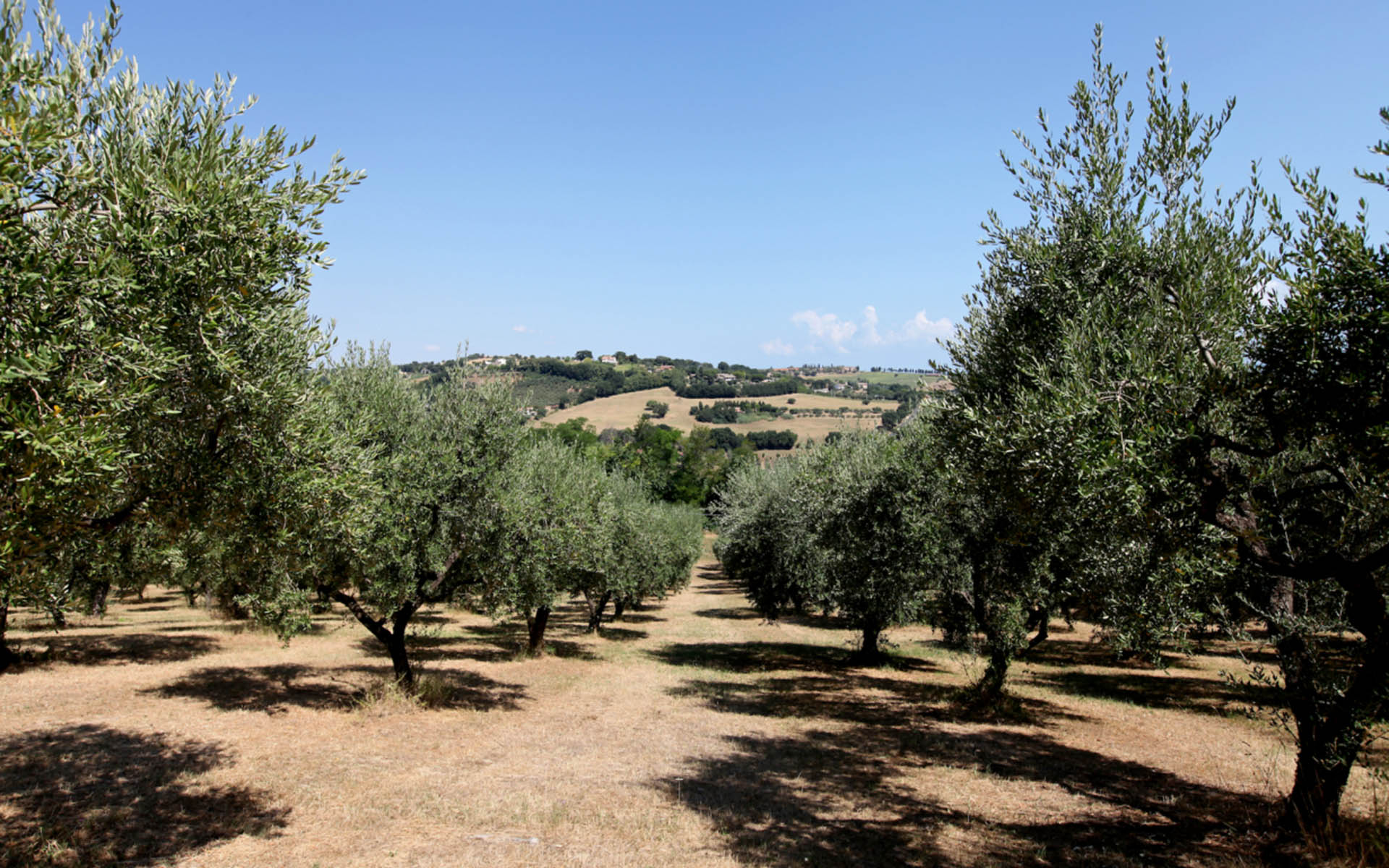 Villa Oliveto, Le Marche